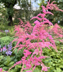 Čechrava Thunbergii Straussenfeder - Astilbe - hlízy čechravy - 1 ks
