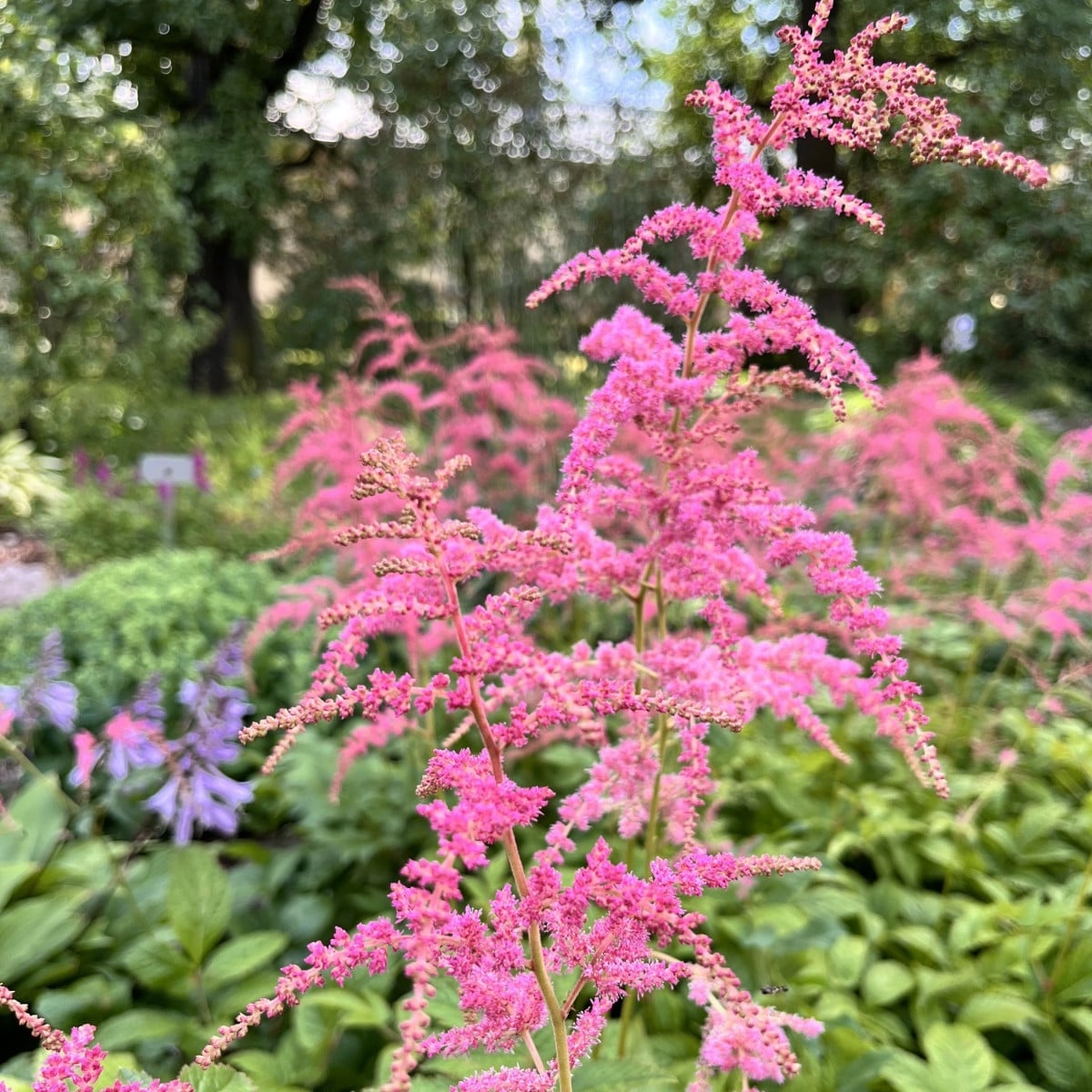 Čechrava Thunbergii Straussenfeder - Astilbe - hlízy čechravy - 1 ks