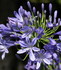 Kalokvět modrý - Agapanthus praecox - prostokořenné sazenice kalokvětu - 1 ks