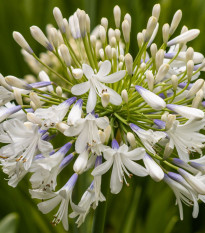 Kalokvět bílý - Agapanthus praecox - prostokořenné sazenice kalokvětu - 1 ks
