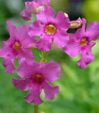 Dvojostice růžová - Incarvillea delavayi - hlízy dvojostice - 1 ks