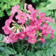 Dvojostice růžová - Incarvillea delavayi - hlízy dvojostice - 1 ks