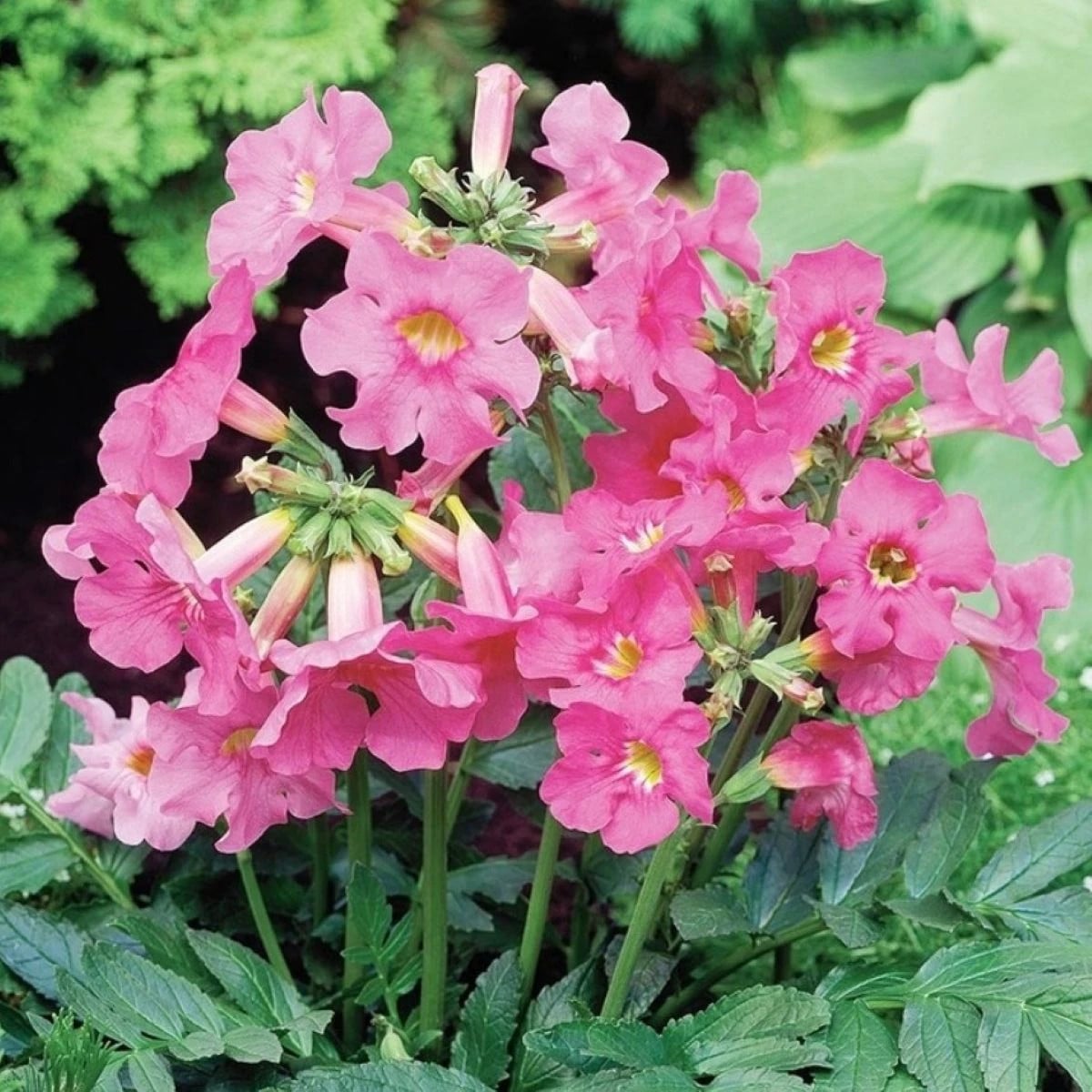 Dvojostice růžová - Incarvillea delavayi - hlízy dvojostice - 1 ks