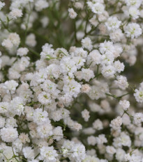 Šáter latnatý bílý - Gypsophila paniculata - prostokořenné sazenice šáteru - 1 ks