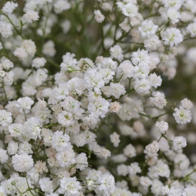 Šáter latnatý bílý - Gypsophila paniculata - prostokořenné sazenice šáteru - 1 ks