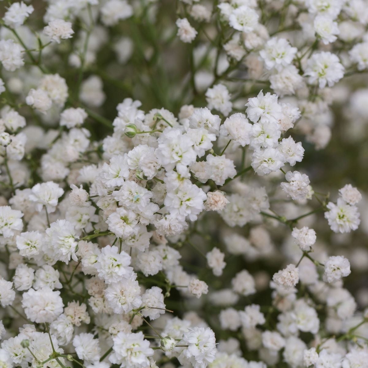 Šáter latnatý bílý - Gypsophila paniculata - prostokořenné sazenice šáteru - 1 ks