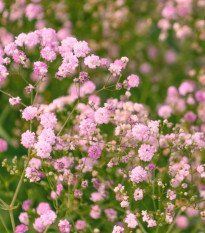 Šáter latnatý růžový - Gypsophila paniculata - prostokořenné sazenice šáteru - 1 ks