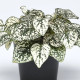 Podrostovka listoklasá Splash Select White - Hypoestes - osivo podrostovky - 30 ks