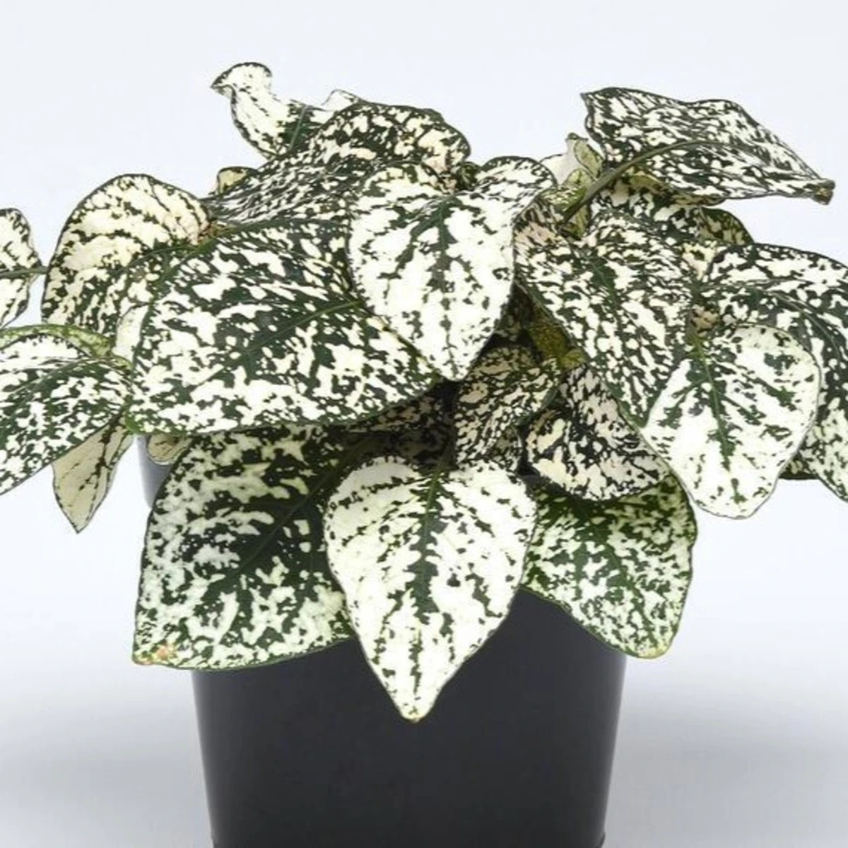 Podrostovka listoklasá Splash Select White - Hypoestes - osivo podrostovky - 30 ks