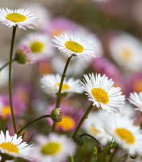 Turan Karwinského Profusion - Erigeron karvinskianus - osivo turanu - 50 ks