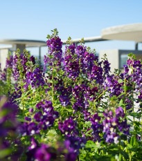 Angelonie úzkolistá Serenita purple - Angelonia serenita - osivo angelonie - 6 ks