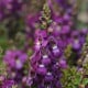 Angelonie úzkolistá Serenita purple - Angelonia serenita - osivo angelonie - 6 ks