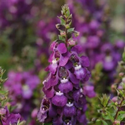Angelonie úzkolistá Serenita purple - Angelonia serenita - osivo angelonie - 6 ks