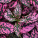 Podrostovka listoklasá Splash Select Rose - Hypoestes - osivo podrostovky - 30 ks