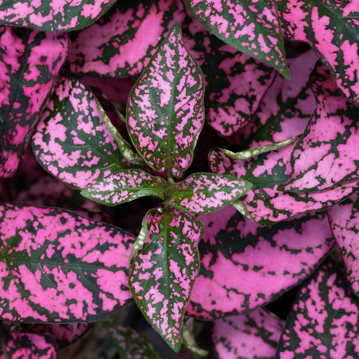 Podrostovka listoklasá Splash Select Rose - Hypoestes - osivo podrostovky - 30 ks