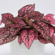 Podrostovka listoklasá Splash Select Rose - Hypoestes - osivo podrostovky - 30 ks