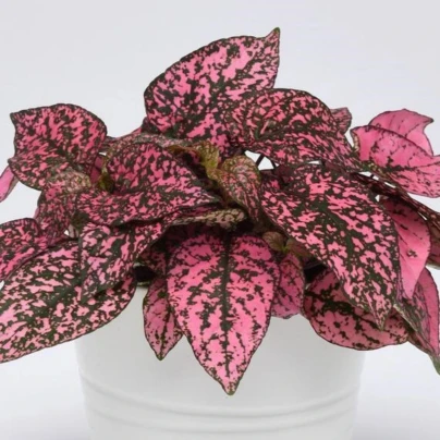 Podrostovka listoklasá Splash Select Rose - Hypoestes - osivo podrostovky - 30 ks