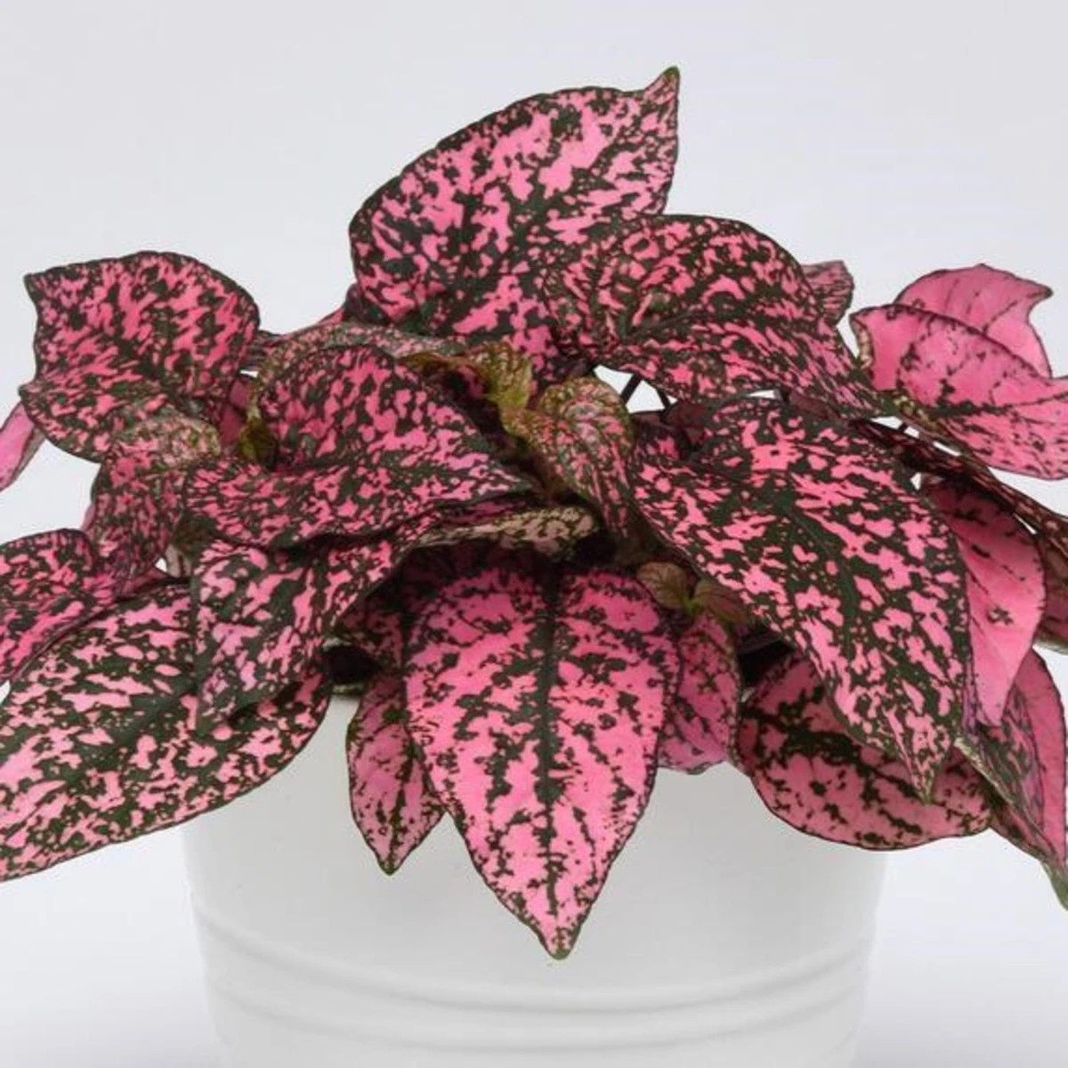 Podrostovka listoklasá Splash Select Rose - Hypoestes - osivo podrostovky - 30 ks