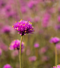 Pestrovka Fireworks - Gomphrena pulchella - osivo pestrovky - 20 ks