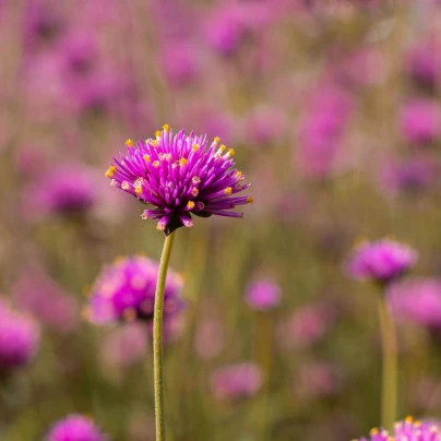 Pestrovka Fireworks - Gomphrena pulchella - osivo pestrovky - 20 ks