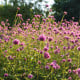 Pestrovka Fireworks - Gomphrena pulchella - osivo pestrovky - 20 ks