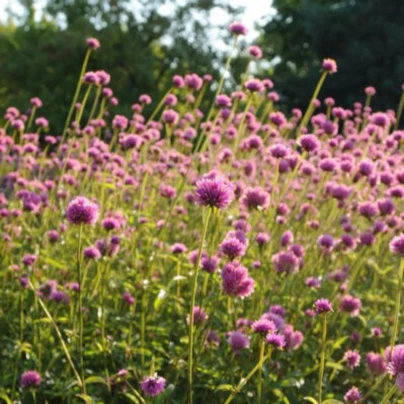 Pestrovka Fireworks - Gomphrena pulchella - osivo pestrovky - 20 ks