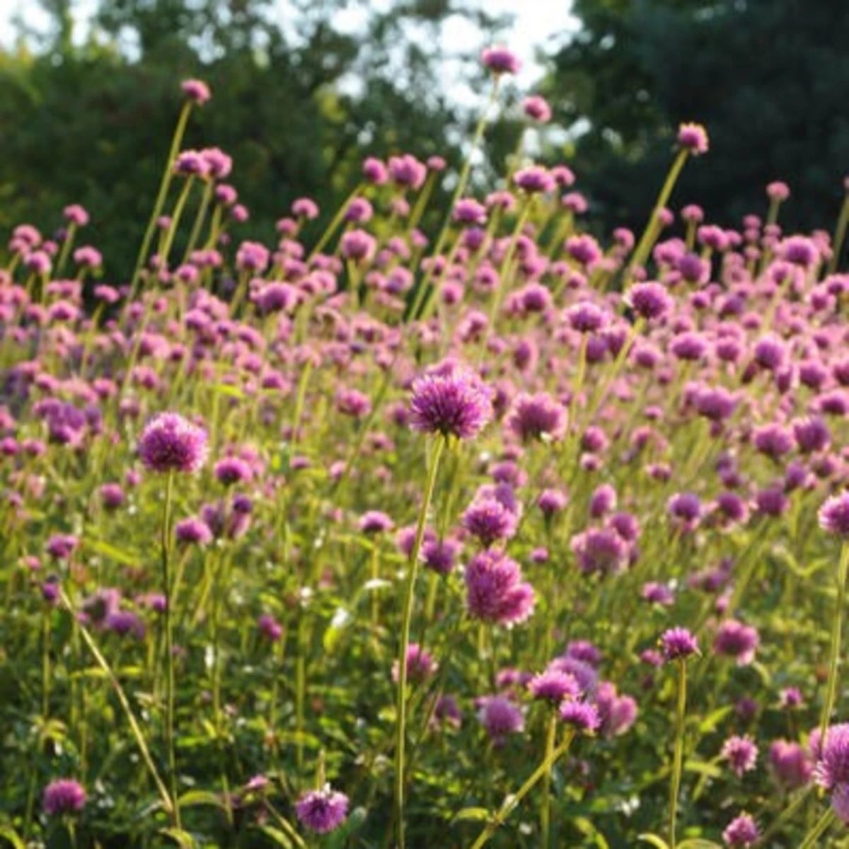 Pestrovka Fireworks - Gomphrena pulchella - osivo pestrovky - 20 ks
