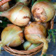 Cibule Exhibition - Allium cepa - osivo cibule - 100 ks