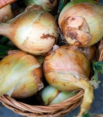 Cibule Exhibition - Allium cepa - osivo cibule - 100 ks