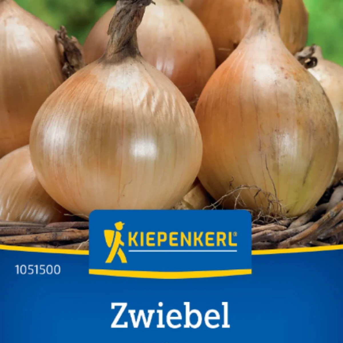 Cibule Exhibition - Allium cepa - osivo cibule - 100 ks