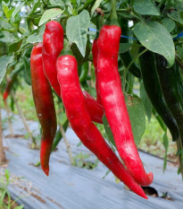 Paprika Thor F1 - Capsicum annuum - osivo papriky - 7 ks