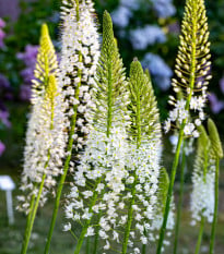 Liliochvostec White Beauty Favourite - Eremurus - hlízy liliochvostce - 1 ks