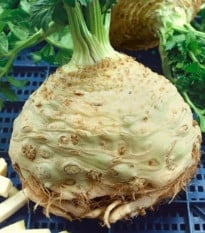 Celer bulvový Neon - Apium graveolens var. - osivo celeru - 300 ks