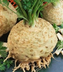 Celer bulvový Kompakt - Apium graveolens var. - osivo celeru - 300 ks