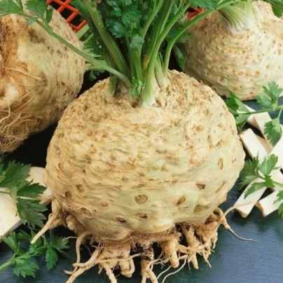 Celer bulvový Kompakt - Apium graveolens var. - osivo celeru - 300 ks