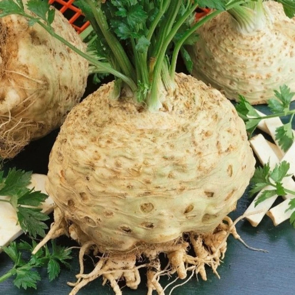 Celer bulvový Kompakt - Apium graveolens var. - osivo celeru - 300 ks