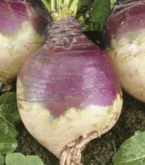 Tuřín Magres - Brassica napus var. napobrassica - osivo tuřínu - 200 ks