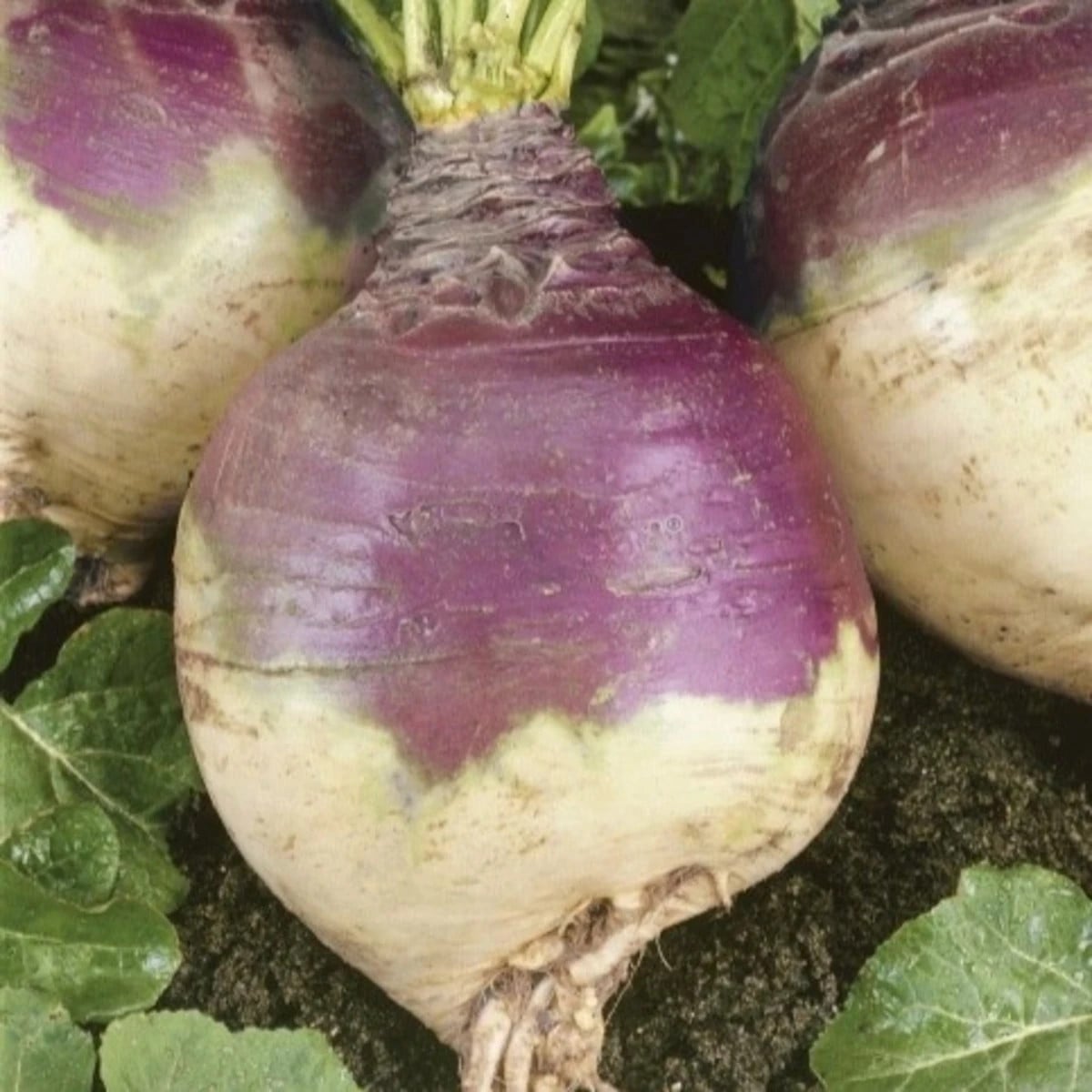 Tuřín Magres - Brassica napus var. napobrassica - osivo tuřínu - 200 ks