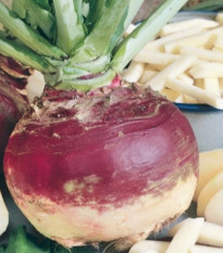 Tuřín Gowrie - Brassica napus var. napobrassica - osivo tuřínu - 200 ks