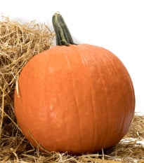 Tykev Jack O Lantern - Cucurbita pepo - osivo dýně - 7 ks