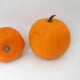 Tykev Jack O Lantern - Cucurbita pepo - osivo dýně - 7 ks