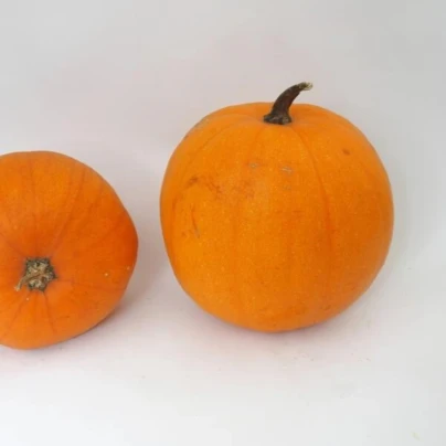 Tykev Jack O Lantern - Cucurbita pepo - osivo dýně - 7 ks