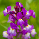 Lnice marocká Licilia Azure - Linaria maroccana - osivo lnice - 100 ks