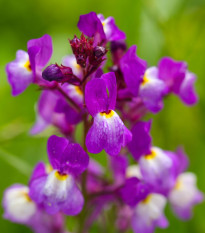 Lnice marocká Licilia Azure - Linaria maroccana - osivo lnice - 100 ks