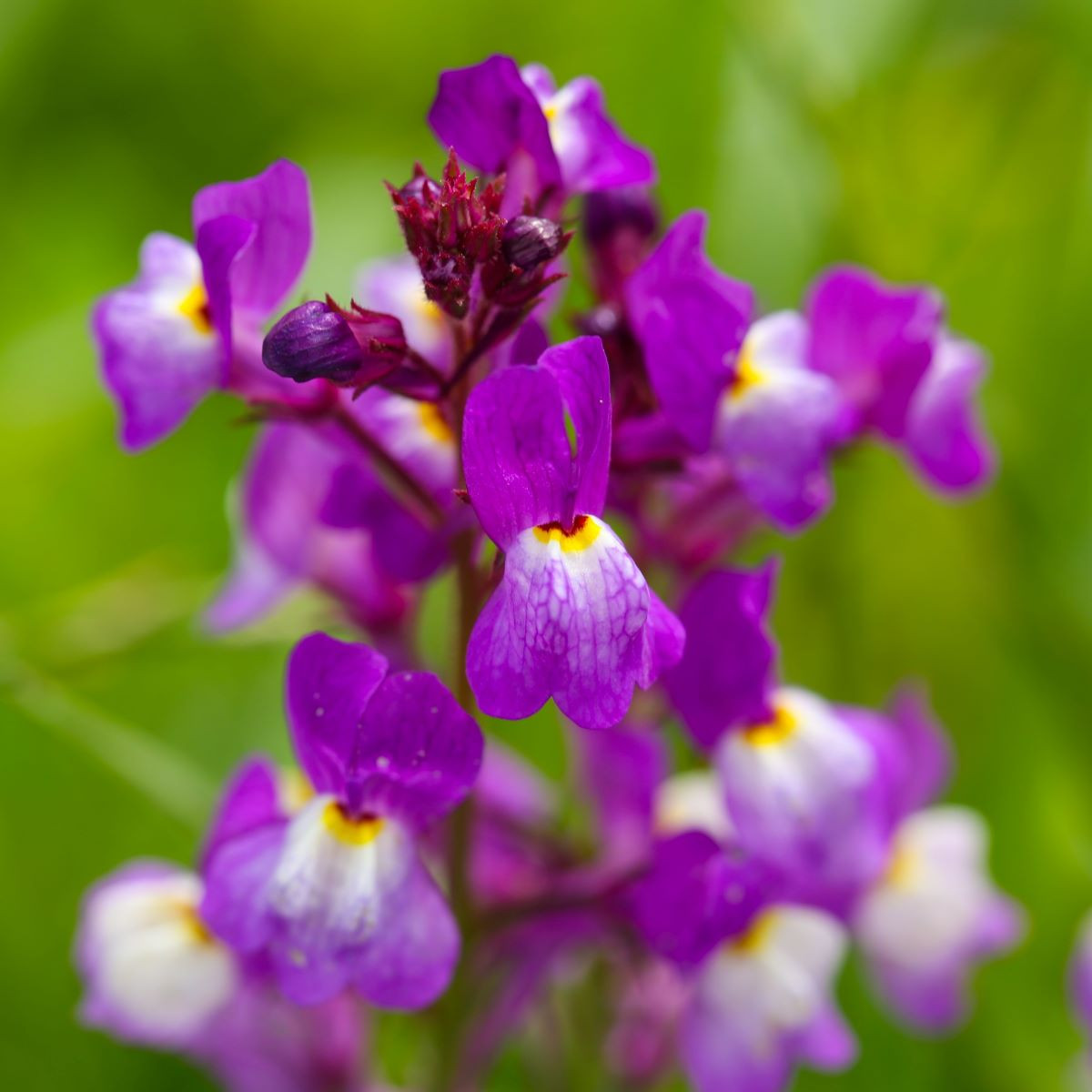 Lnice marocká Licilia Azure - Linaria maroccana - osivo lnice - 100 ks