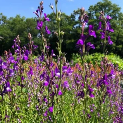 Lnice marocká Licilia Azure - Linaria maroccana - osivo lnice - 100 ks