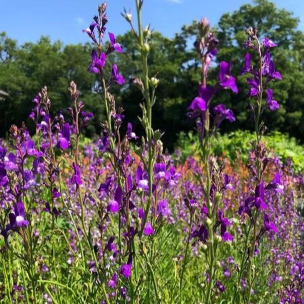 Lnice marocká Licilia Azure - Linaria maroccana - osivo lnice - 100 ks