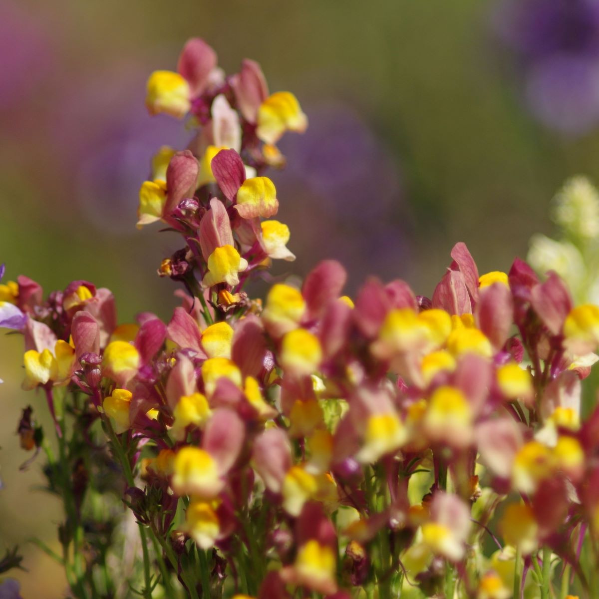 Lnice marocká Licilia Peach - Linaria maroccana - osivo lnice - 30 ks