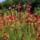 Lnice marocká Licilia Peach - Linaria maroccana - osivo lnice - 30 ks
