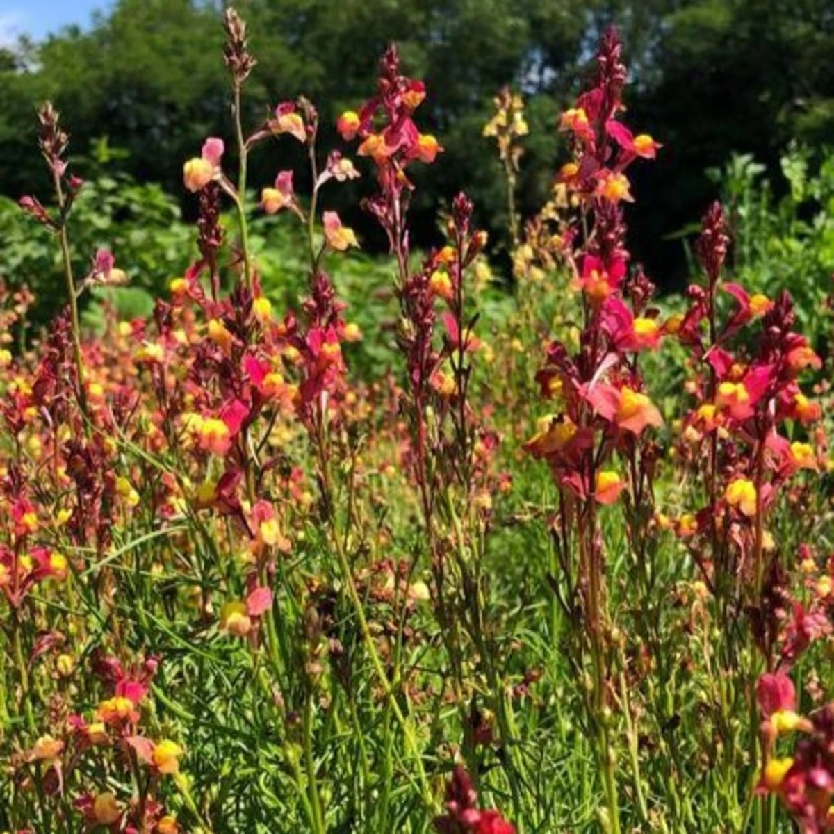Lnice marocká Licilia Peach - Linaria maroccana - osivo lnice - 30 ks